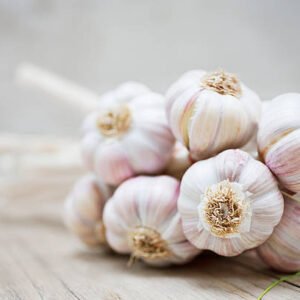 Garlic